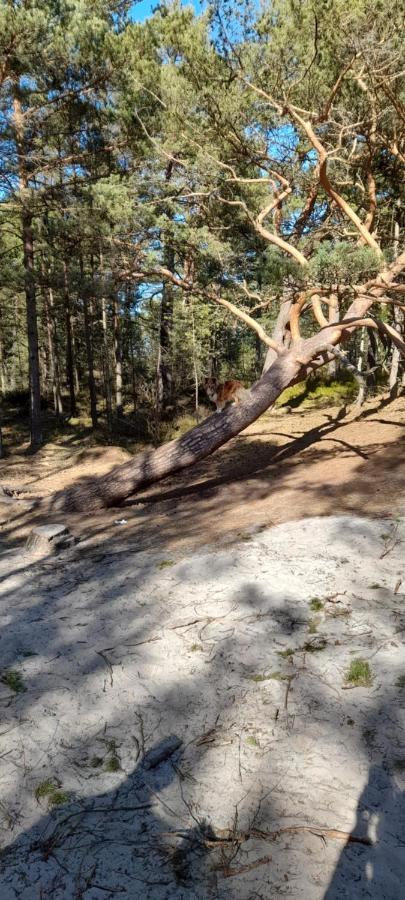 Domek Letniskowy Wczasy Nad Morzem Sasino Luaran gambar
